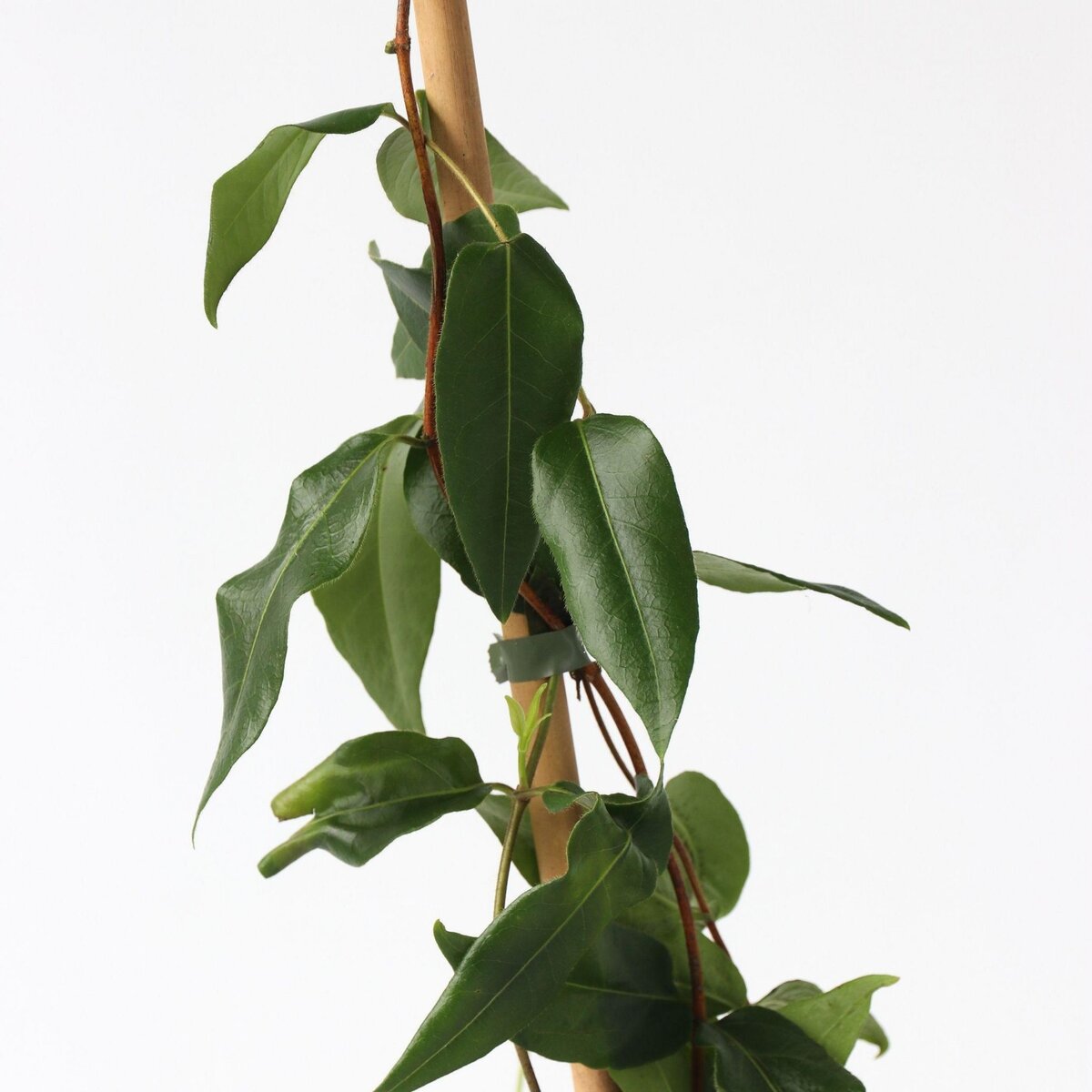 PLANT IN A BOX Chèvrefeuille - Lonicera henryi 'Copper Beauty' - Hauteur 110-120cm - ⌀17cm