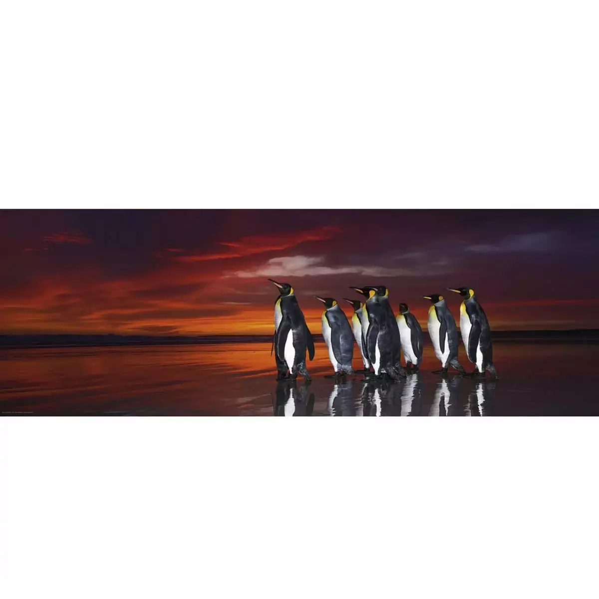 Heye Puzzle 1000 pièces panoramique -  Alexander von Humboldt : Pingouins