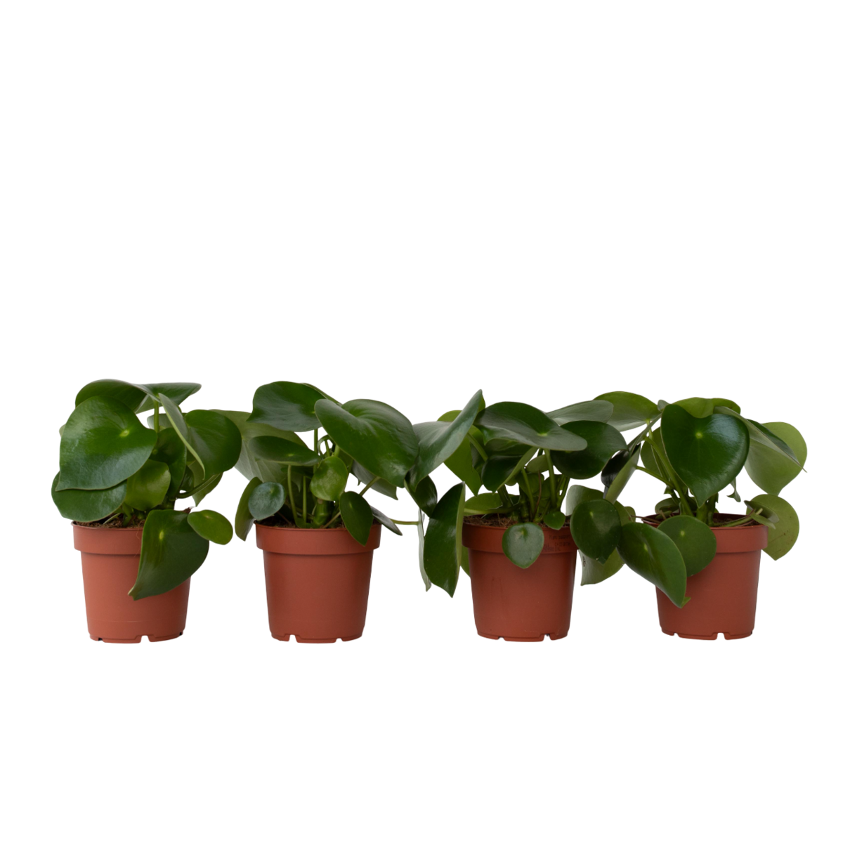 PLANT IN A BOX Pépéromie - Set de 4 - Peperomia polybotrya - Hauteur 20-30cm - ⌀12cm