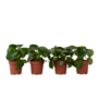 Voir la diapositive 1 : PLANT IN A BOX Pépéromie - Set de 4 - Peperomia polybotrya - Hauteur 20-30cm - ⌀12cm