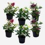 Voir la diapositive 5 : PLANT IN A BOX Rose de Noël - Set de 6 - Helleborus orientalis - Hauteur 20-30cm - ⌀12cm