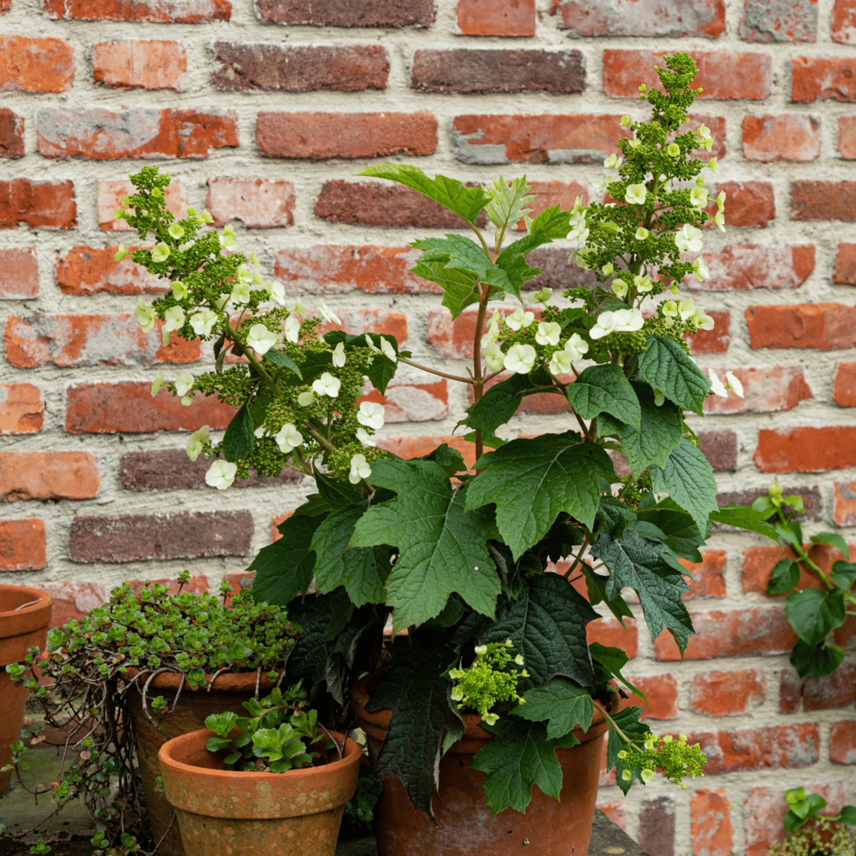 PLANT IN A BOX Hortensia - Set de 2 - Hydrangea 'Toy Soldier' - Hauteur 25-40cm - ⌀19cm