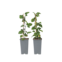 Voir la diapositive 1 : PLANT IN A BOX Groseillier à grappes - Set de 2 - Ribes rubrum - Hauteur 50-60cm - ⌀15cm