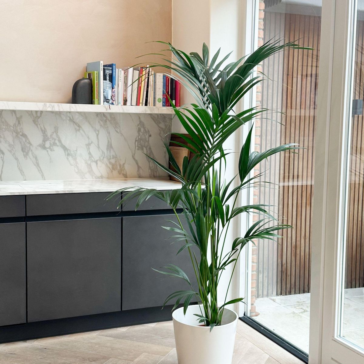 PLANT IN A BOX Palmier Kentia - Howea forsteriana - Hauteur 130-140cm - ⌀21cm