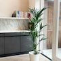 Voir la diapositive 5 : PLANT IN A BOX Palmier Kentia - Howea forsteriana - Hauteur 130-140cm - ⌀21cm