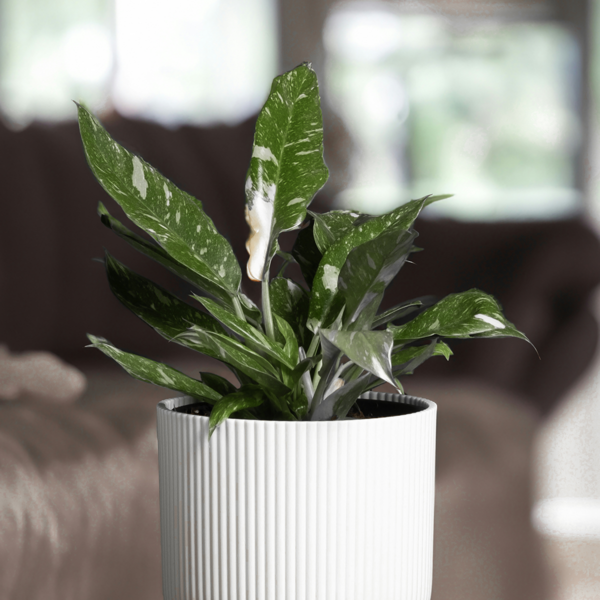 PLANT IN A BOX Plante verte - Philodendron Cobra - Hauteur 55-65cm - ⌀19cm