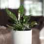 Voir la diapositive 4 : PLANT IN A BOX Plante verte - Philodendron Cobra - Hauteur 55-65cm - ⌀19cm