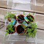  Kit Mini Serre de jardinage : Mon premier jardin à semer
