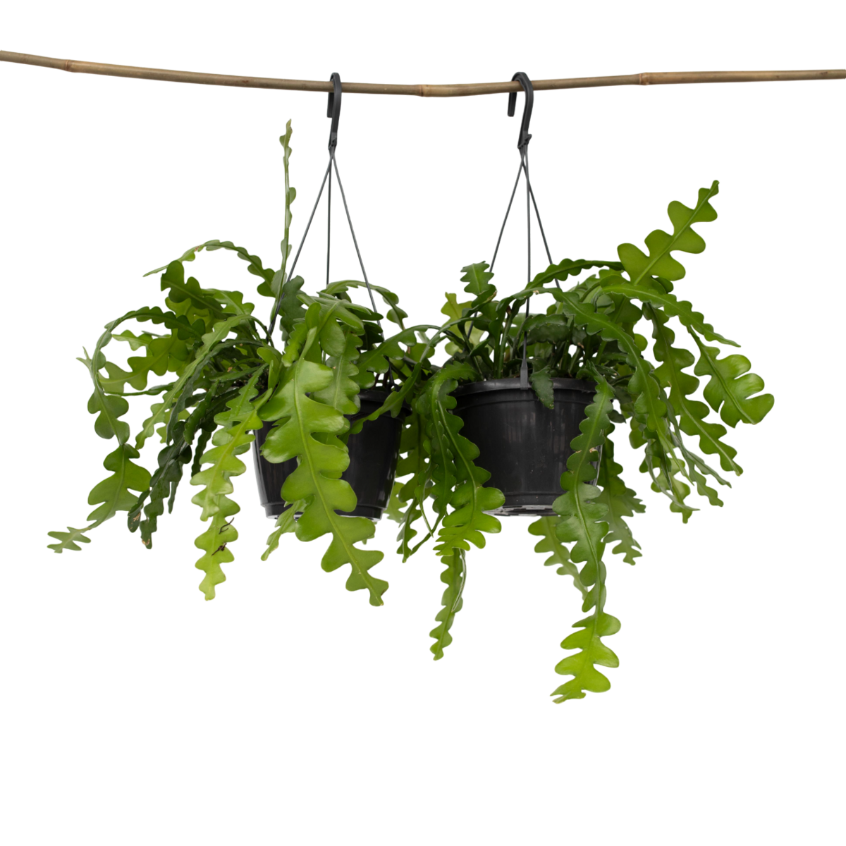 PLANT IN A BOX Cactus orchidée - Set de 2 - Epiphyllum 'Anguliger' - Hauteur 30-40cm - ⌀15cm