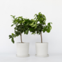 Voir la diapositive 5 : PLANT IN A BOX Citronnier - Set de 2 - Citrus limon - Hauteur 60-70cm - ⌀19cm