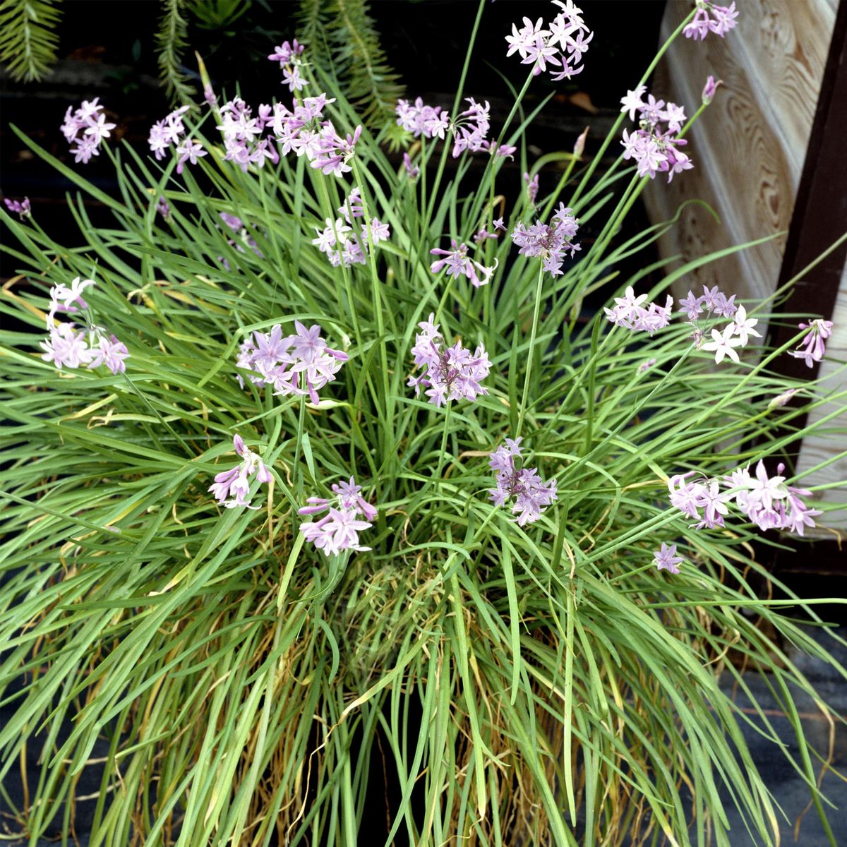 PLANT IN A BOX Tulbaghie - Set de 3 - Tulbaghia violacea - Hauteur 15-25cm - ⌀9cm