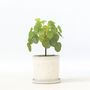 Voir la diapositive 6 : PLANT IN A BOX Pilea Peperomioides artificiel - Hauteur 30cm