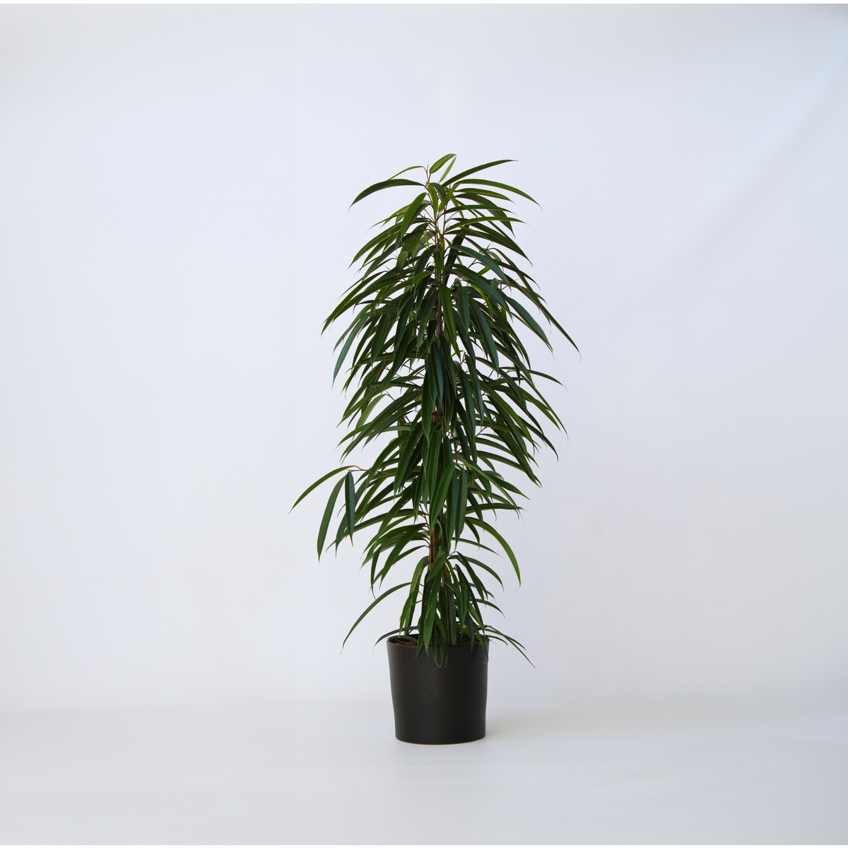 PLANT IN A BOX Ficus pleureur - Ficus binnendijkii - Hauteur 100-110cm - ⌀21cm