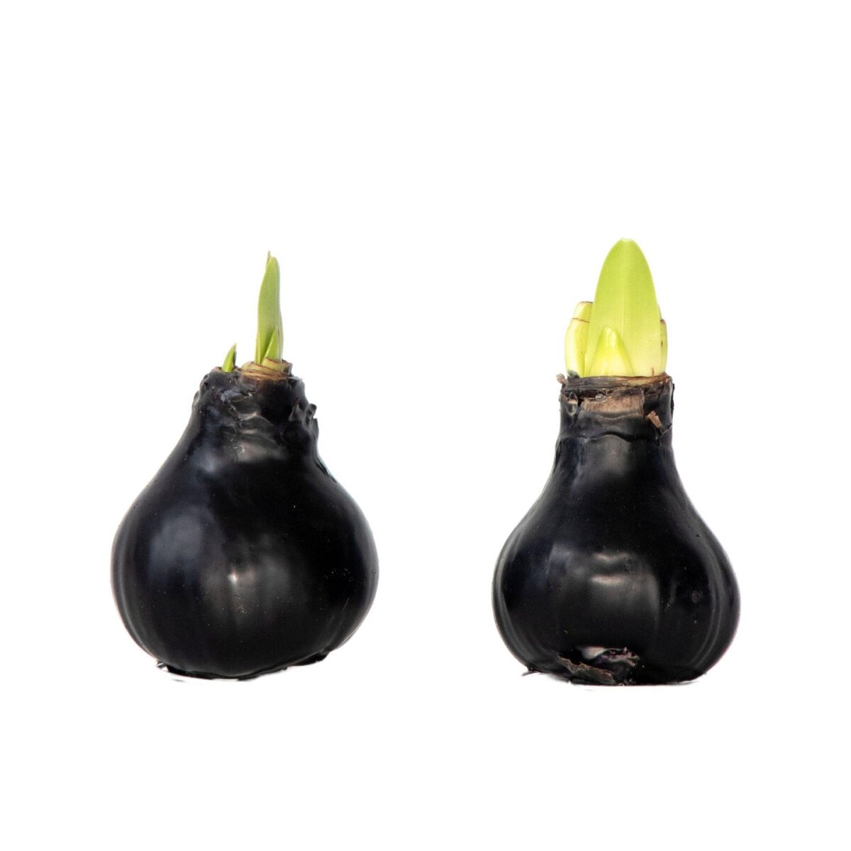 PLANT IN A BOX Amaryllis - hippeastrum 'Wax Black' - Bulbe de fleur - Rouge