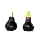 PLANT IN A BOX Amaryllis - hippeastrum 'Wax Black' - Bulbe de fleur - Rouge