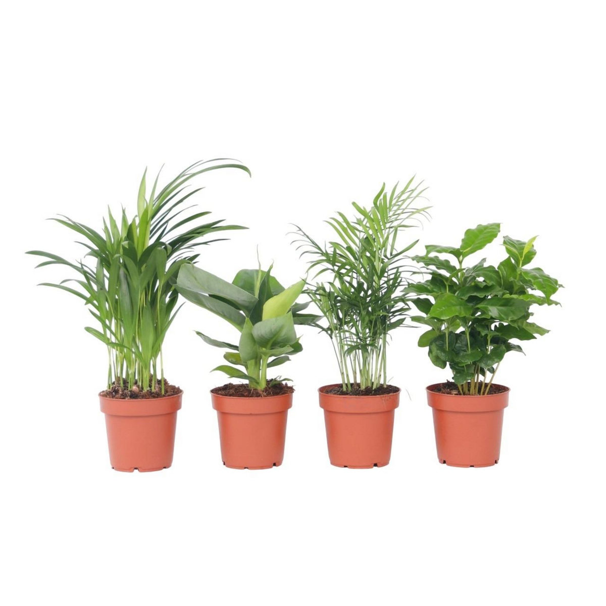PLANT IN A BOX Plantes d'intérieur tendance - Set de 4 - Hauteur 25-40cm - ⌀12cm