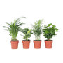 Voir la diapositive 1 : PLANT IN A BOX Plantes d'intérieur tendance - Set de 4 - Hauteur 25-40cm - ⌀12cm