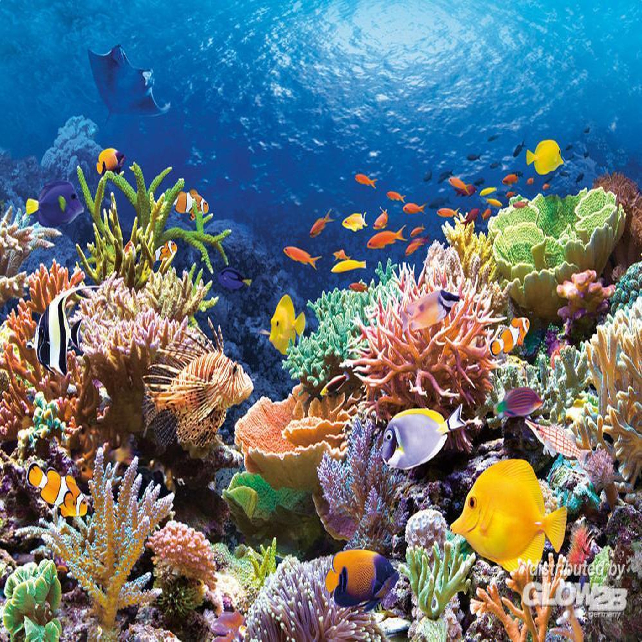 Castorland Puzzle 1000 pièces - récif de corail