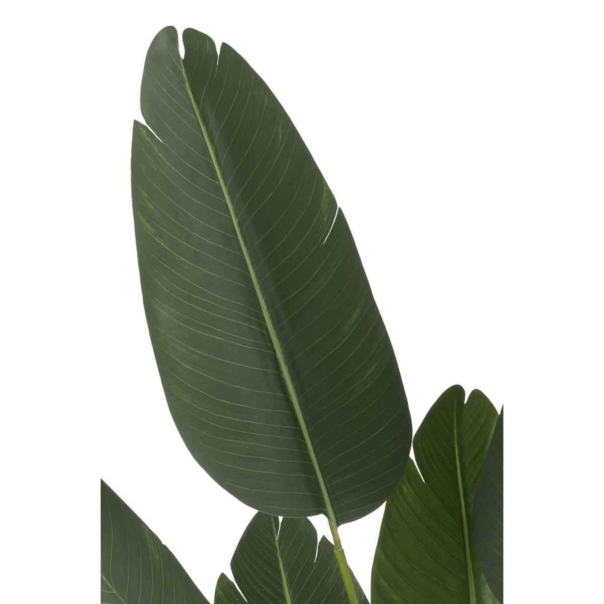 Voir la diapositive 2 : J-LINE Plante artificielle en pot  strelitzia  165cm vert