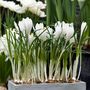 Voir la diapositive 4 : PLANT IN A BOX Fleur printanière - Set de 30 - Crocus 'White' - Bulbes à fleurs - Blanc