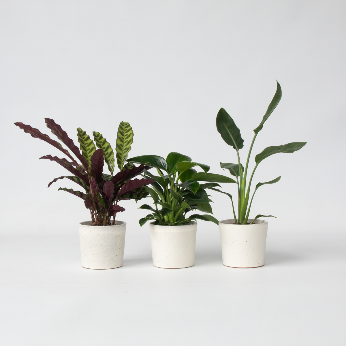 PLANT IN A BOX Mélange de plantes vertes d'intérieur - Set de 3 - Hauteur 25-40cm - ⌀12cm