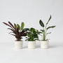 Voir la diapositive 5 : PLANT IN A BOX Mélange de plantes vertes d'intérieur - Set de 3 - Hauteur 25-40cm - ⌀12cm