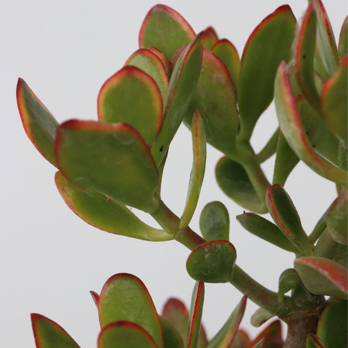 PLANT IN A BOX Arbre de jade - Crassula ovata 'Sunset' - Hauteur 55-60cm - ⌀30cm