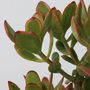 Voir la diapositive 3 : PLANT IN A BOX Arbre de jade - Crassula ovata 'Sunset' - Hauteur 55-60cm - ⌀30cm