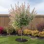 Voir la diapositive 5 : PLANT IN A BOX Saule crevette - Set de 4 - Salix integra 'Flamingo' - Hauteur 60-80cm - ⌀17cm