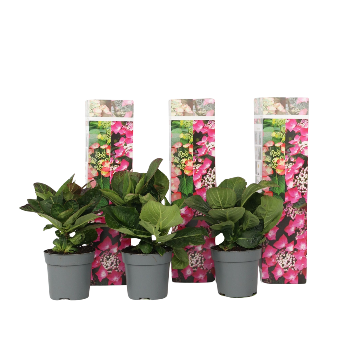 PLANT IN A BOX Hortensia - Set de 3 - Hydrangea macrophylla 'Red Bull' - Hauteur 25-40cm - ⌀9cm