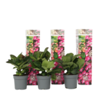 PLANT IN A BOX Hortensia - Set de 3 - Hydrangea macrophylla 'Red Bull' - Hauteur 25-40cm - ⌀9cm