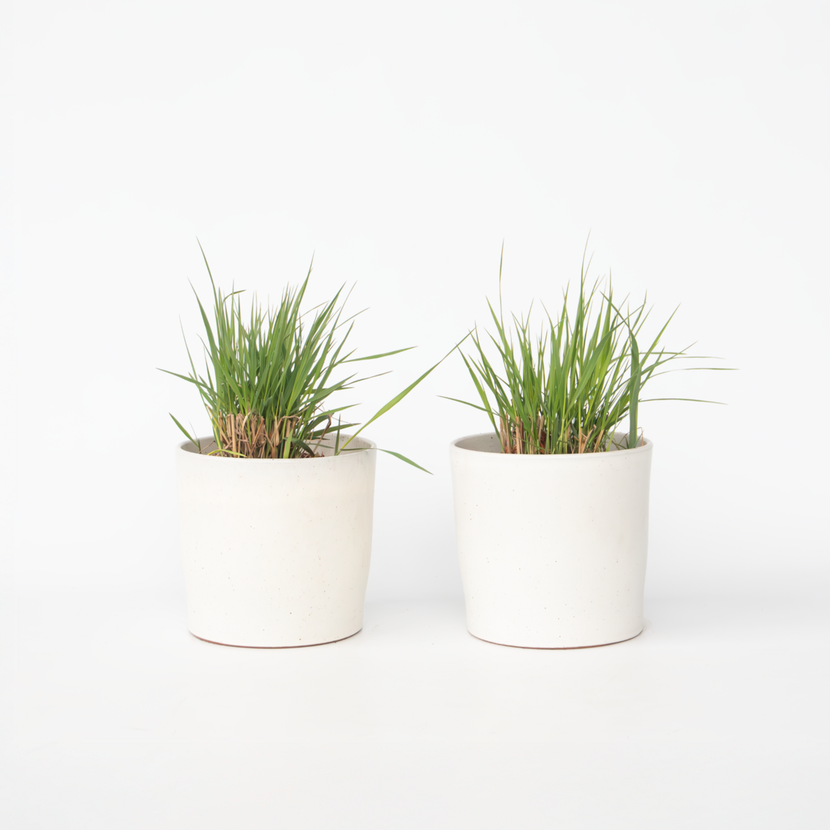 PLANT IN A BOX Panic érigé - Set de 2 - Panicum virgatum 'Heavy Metal' - H40-60cm - ⌀23cm