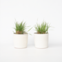 Voir la diapositive 5 : PLANT IN A BOX Panic érigé - Set de 2 - Panicum virgatum 'Heavy Metal' - H40-60cm - ⌀23cm
