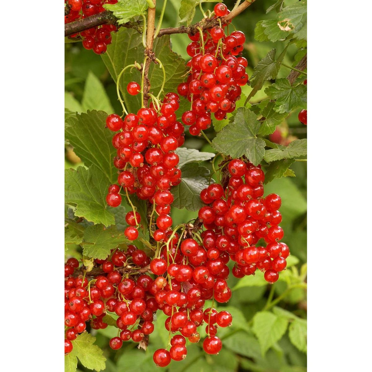 Hortival Diffusion Groseiller a grappe rouge - pot 2 l