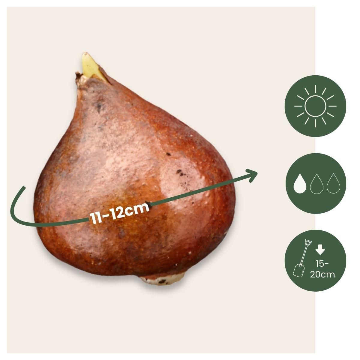 PLANT IN A BOX Tulipe - Set de 14 - Tulipa 'Mondial' - Bulbes à fleurs