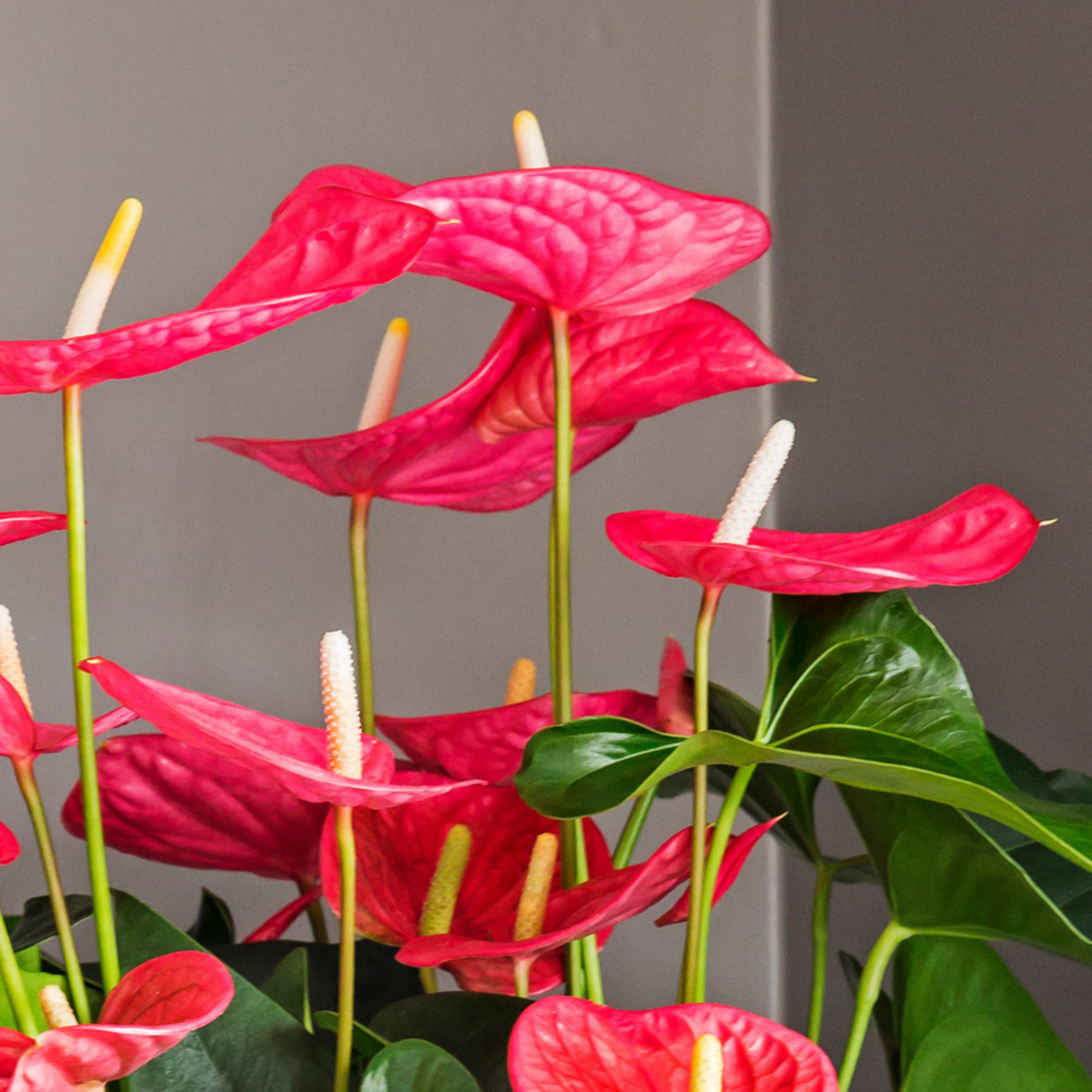 PLANT IN A BOX Langue de feu - Anthurium 'Maine Pink' - Hauteur 55-70cm - ø17cm