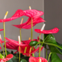 Voir la diapositive 3 : PLANT IN A BOX Langue de feu - Anthurium 'Maine Pink' - Hauteur 55-70cm - ø17cm