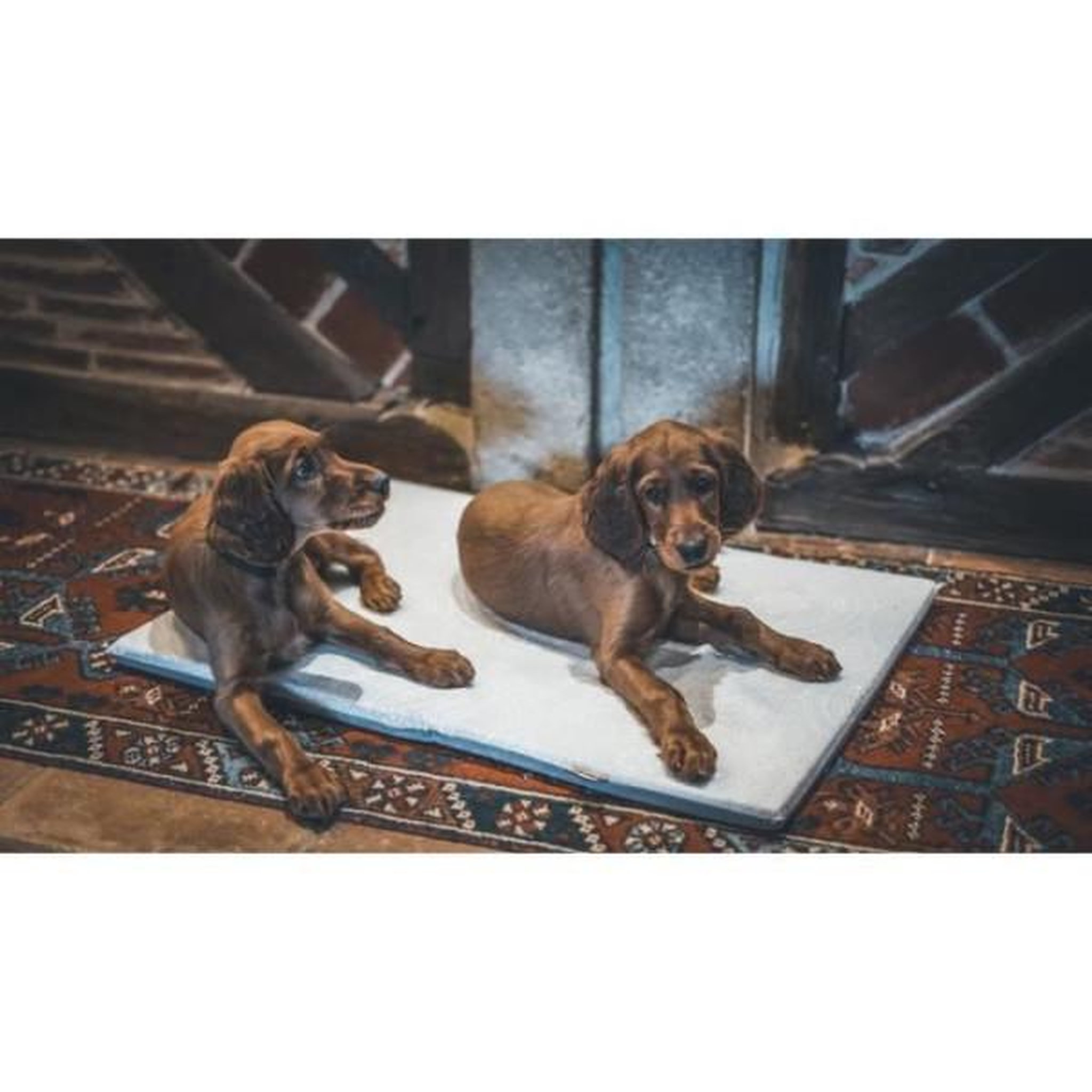 Voir la diapositive 3 : MARKET24 Couchage pour chien - aime - tapis plat - taille l - 80 x 60 x 3 cm