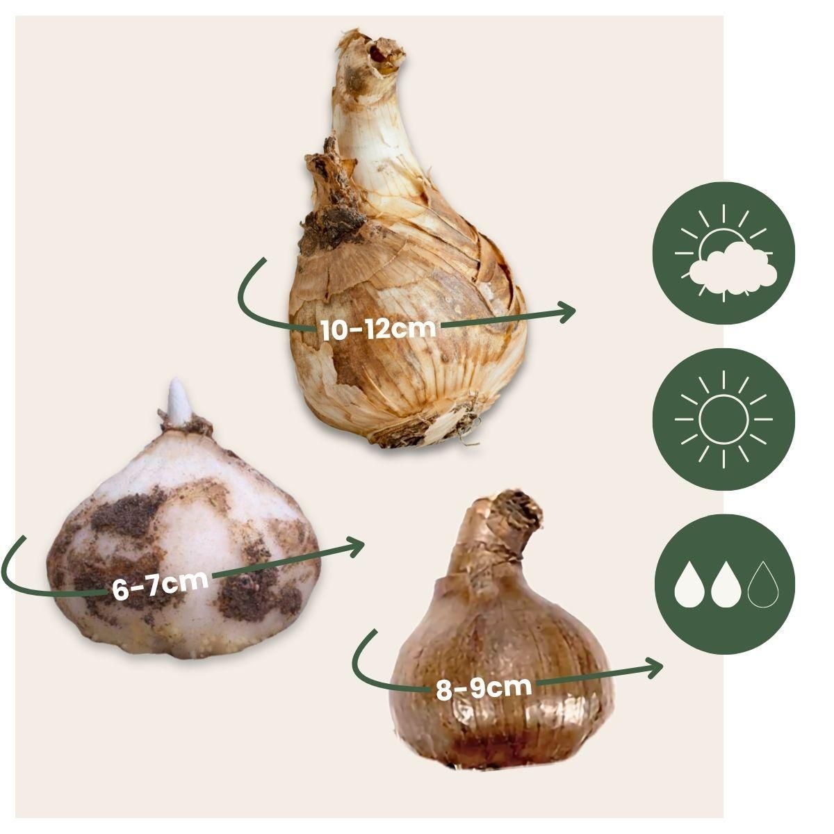 PLANT IN A BOX Coffret Jardin Humide - 30 bulbes pour endroits humides et pluvieux