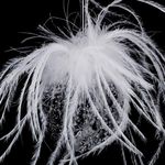 FEERIC LIGHT & CHRISTMAS Boule de Noël en Verre  Légende d'Hiver  6cm Blanc