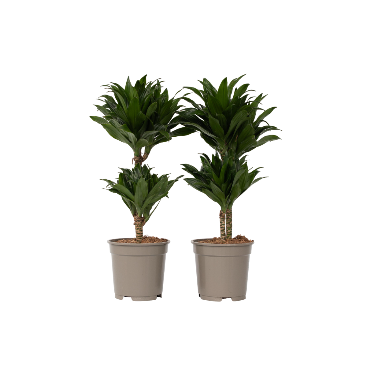 PLANT IN A BOX Dragonnier - Set de 2 - Dracaena surculosa - Hauteur 50-65cm - ⌀17cm