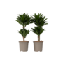 Voir la diapositive 1 : PLANT IN A BOX Dragonnier - Set de 2 - Dracaena surculosa - Hauteur 50-65cm - ⌀17cm