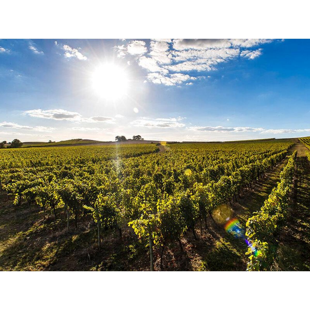 Smartbox Coffret cadeau pour Papa : une pause œnologique pour un épicurien - Coffret Cadeau Gastronomie