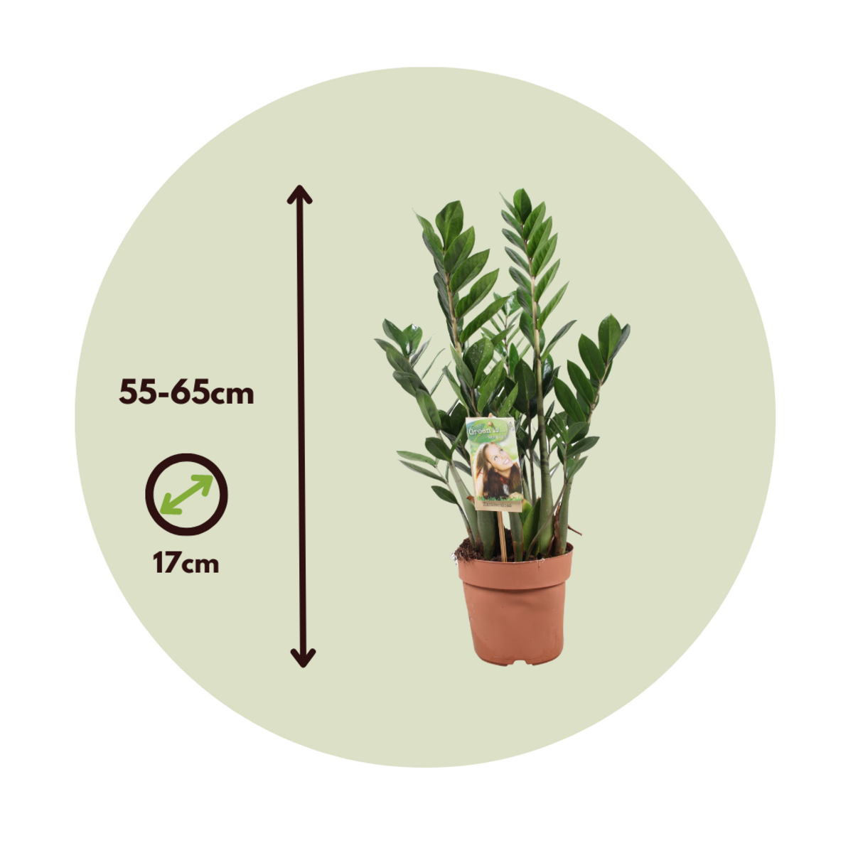 PLANT IN A BOX Plante ZZ - Zamioculcas Zamiifolia - Hauteur 55-65cm - ⌀17cm