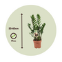Voir la diapositive 2 : PLANT IN A BOX Plante ZZ - Zamioculcas Zamiifolia - Hauteur 55-65cm - ⌀17cm