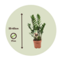 Voir la diapositive 2 : PLANT IN A BOX Plante ZZ - Zamioculcas Zamiifolia - Hauteur 55-65cm - ⌀17cm