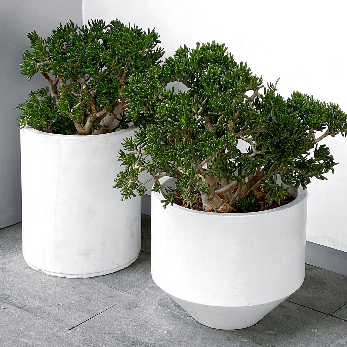 PLANT IN A BOX Arbre de jade - Crassula ovata 'Minor' - Hauteur 30-35cm - ⌀17cm