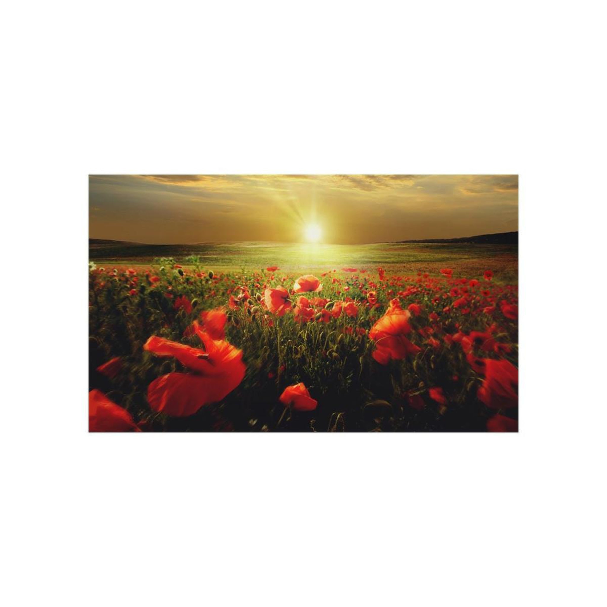 Voir la diapositive 2 : Paris Prix Papier peint  morning on the poppy meadow ii  450x270cm