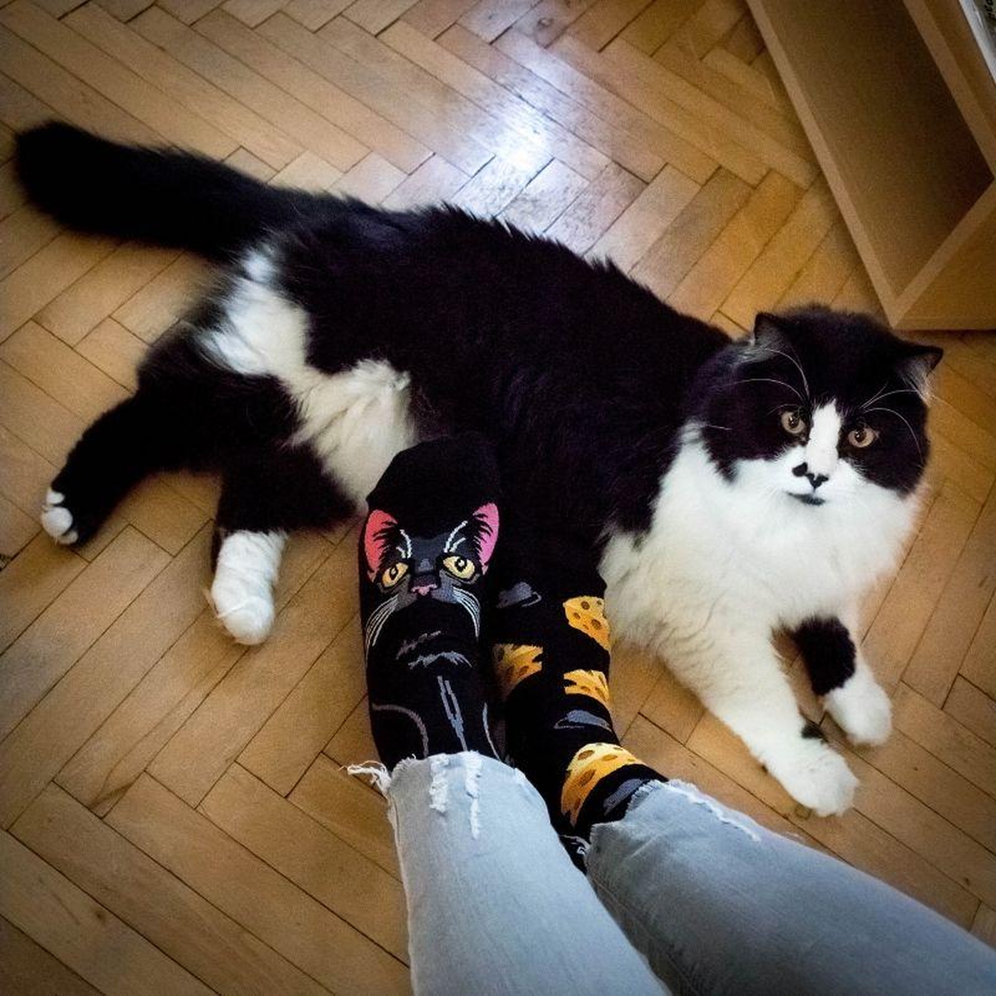 Voir la diapositive 3 : PIRIN HILL Chaussettes arty chanceux le chat