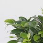 Voir la diapositive 3 : PLANT IN A BOX Bonsaï - Set de 4 - Ficus microcarpa - Hauteur 30-40cm - ⌀12cm